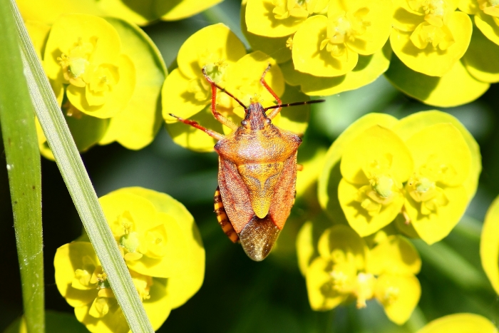 Pentatomidae: Carpocoris purpureipennis nel Parco Ticino